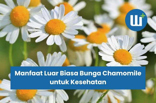 Manfaat Luar Biasa Bunga Chamomile untuk Kesehatan